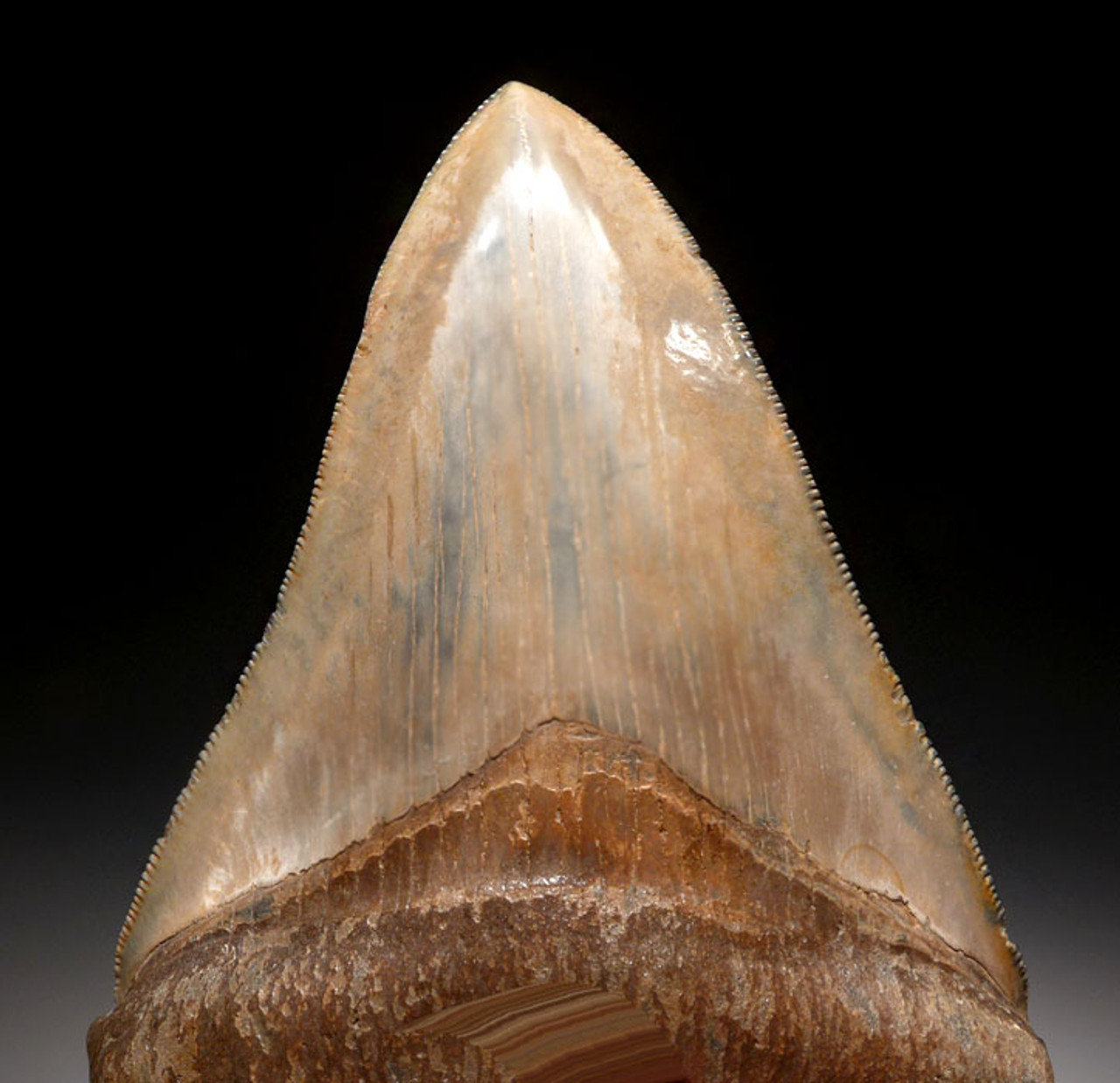 SH6-337 - FINEST GRADE 3.75 INCH MEGALODON SHARK TOOTH WITH MOTTLED BRONZE AND BLUE ENAMEL