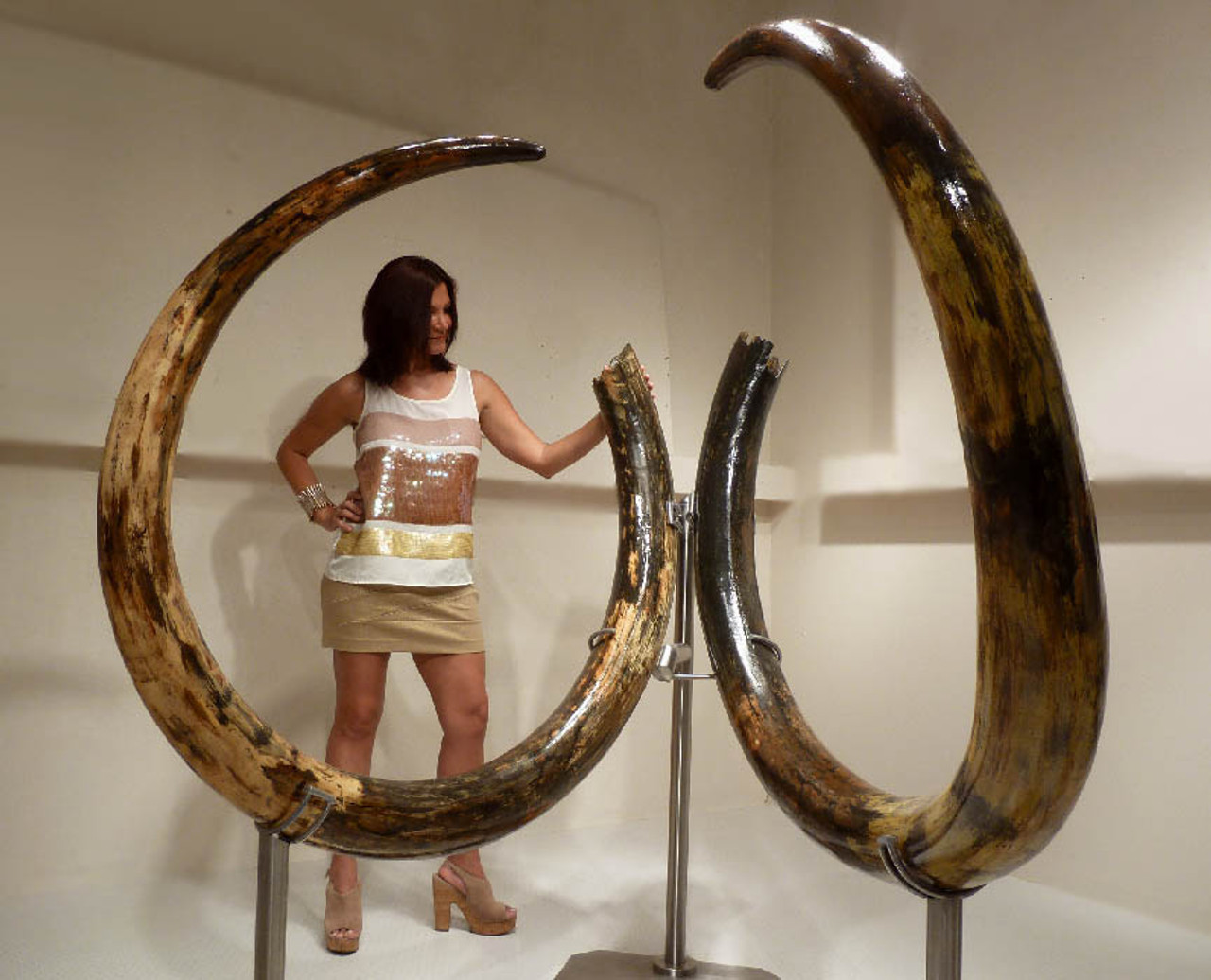 INVESTMENT-GRADE  LARGEST 11.5 FOOT PAIR OF WOOLLY MAMMOTH TUSKS FROM EUROPE'S FINAL ICE AGE *MTX001