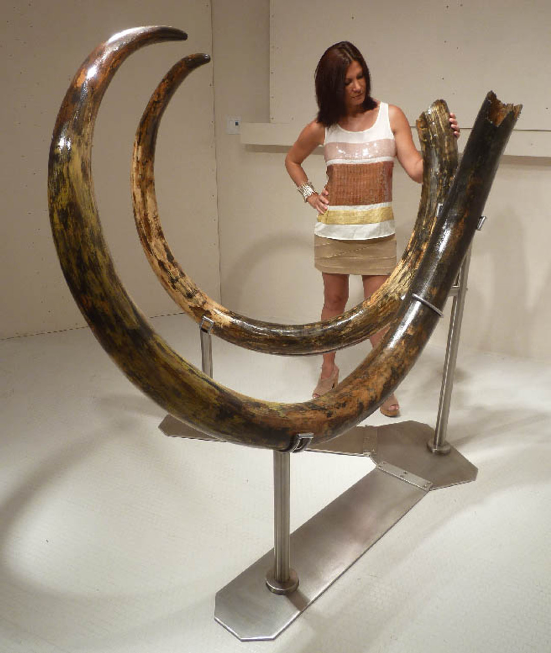 INVESTMENT-GRADE  LARGEST 11.5 FOOT PAIR OF WOOLLY MAMMOTH TUSKS FROM EUROPE'S FINAL ICE AGE *MTX001