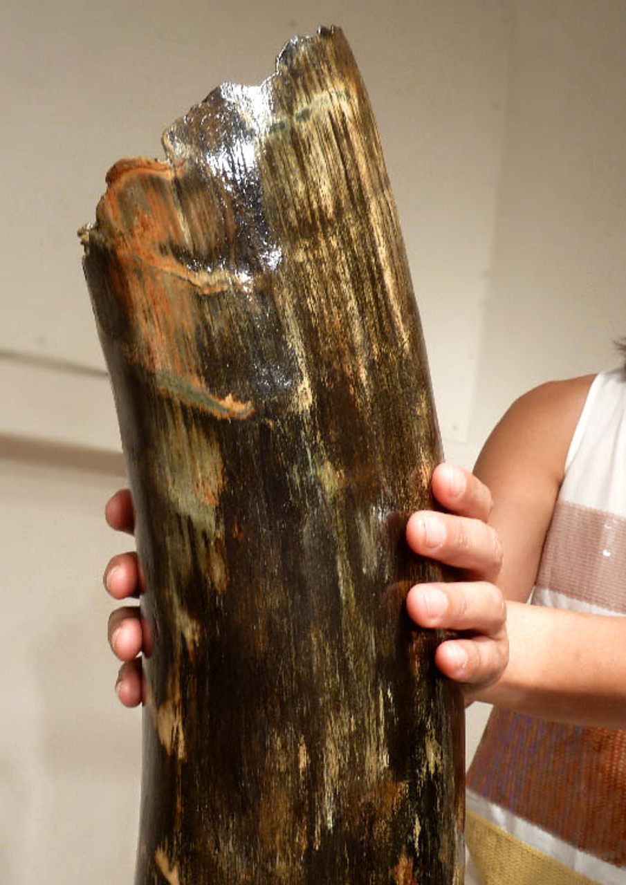 LARGEST MAMMOTH TUSK PAIR WOOLLY WOOLY MAMMOTH TUSKS