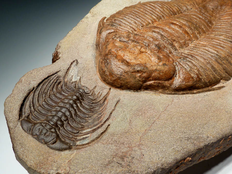 URALICHAS TRILOBITE FOR SALE RAREST TRILOBITE