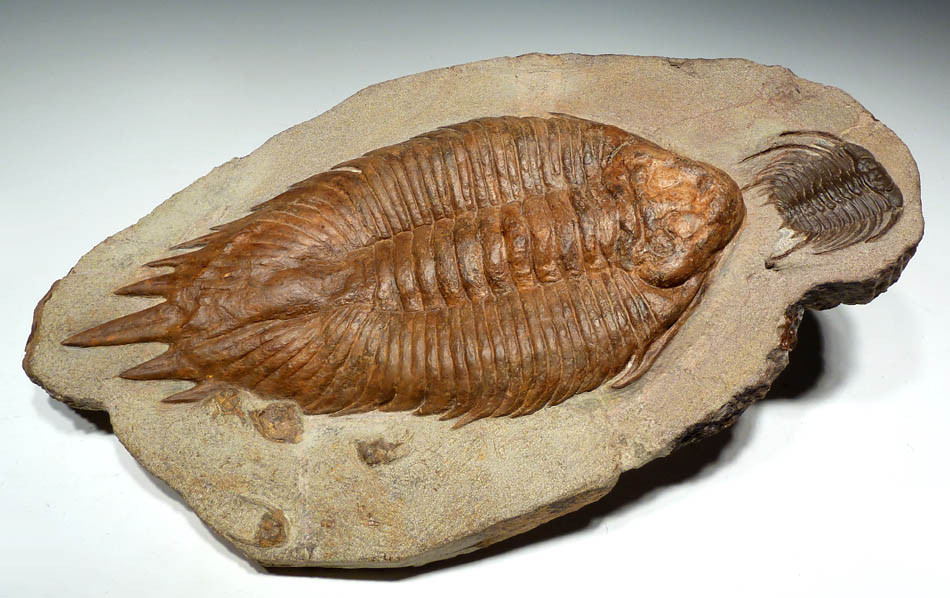 URALICHAS TRILOBITE FOR SALE RAREST TRILOBITE