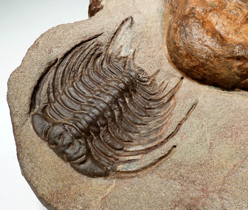 URALICHAS TRILOBITE FOR SALE RAREST TRILOBITE