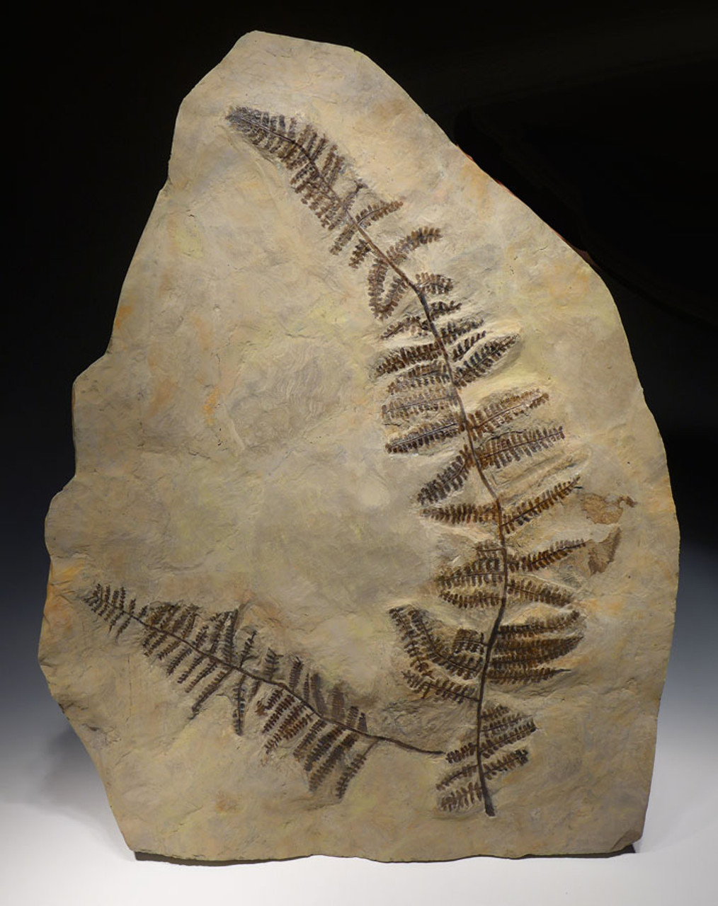 PLXF001 - SUPER RARE GIANT PECOPTERIS TREE FERN FOSSIL FROM THE PERMIAN PERIOD