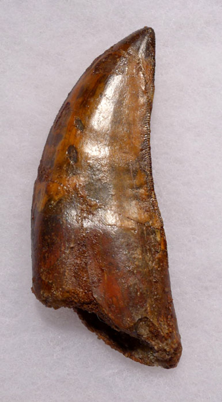 DT2-063 - BEAUTIFUL LARGE 3.5 INCH CARCHARODONTOSAURUS DINOSAUR TOOTH WITH PARTIAL ROOT