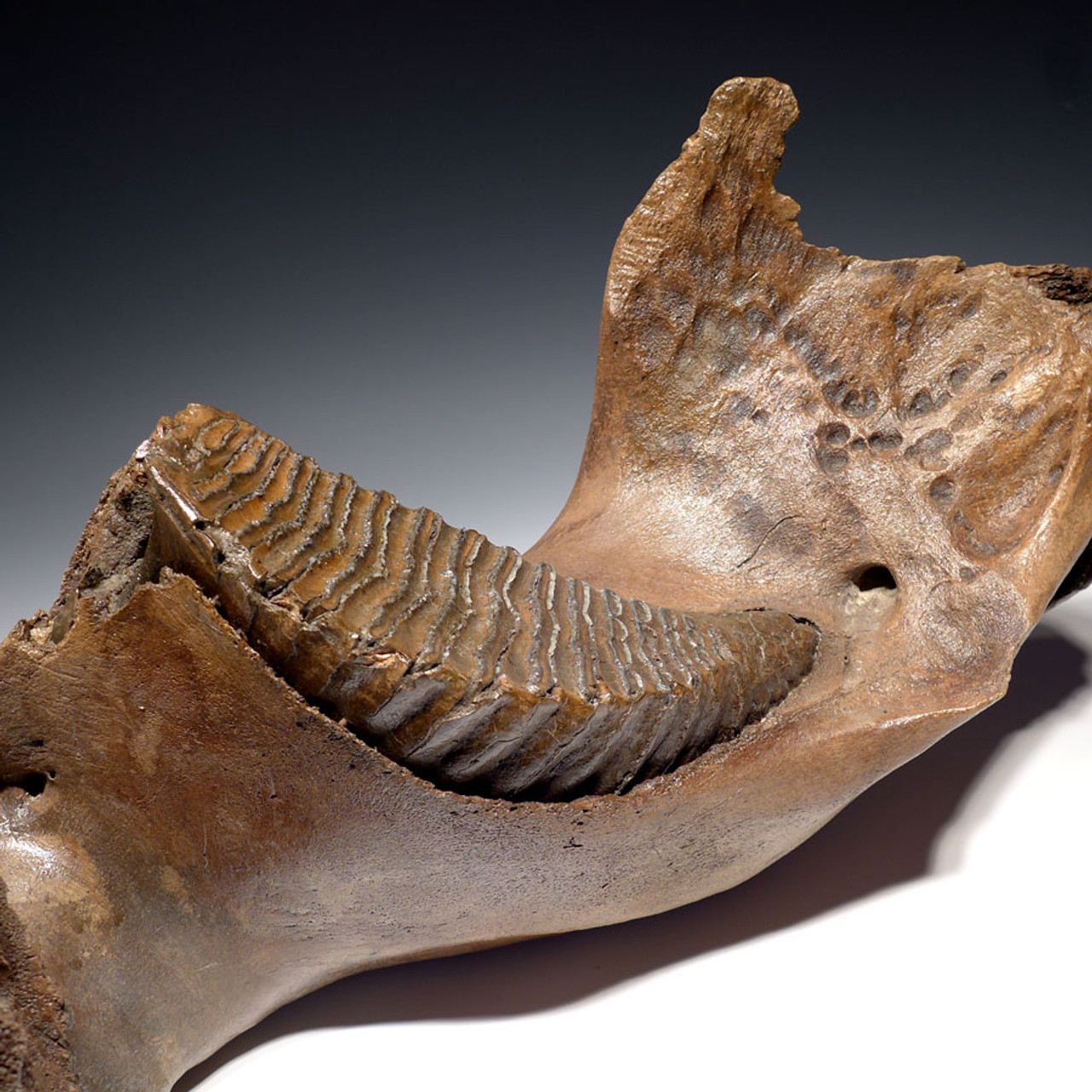 LARGE EUROPEAN WOOLLY MAMMOTH JAW WITH HUGE MOLAR IN FINEST PRESERVATION *WMX002