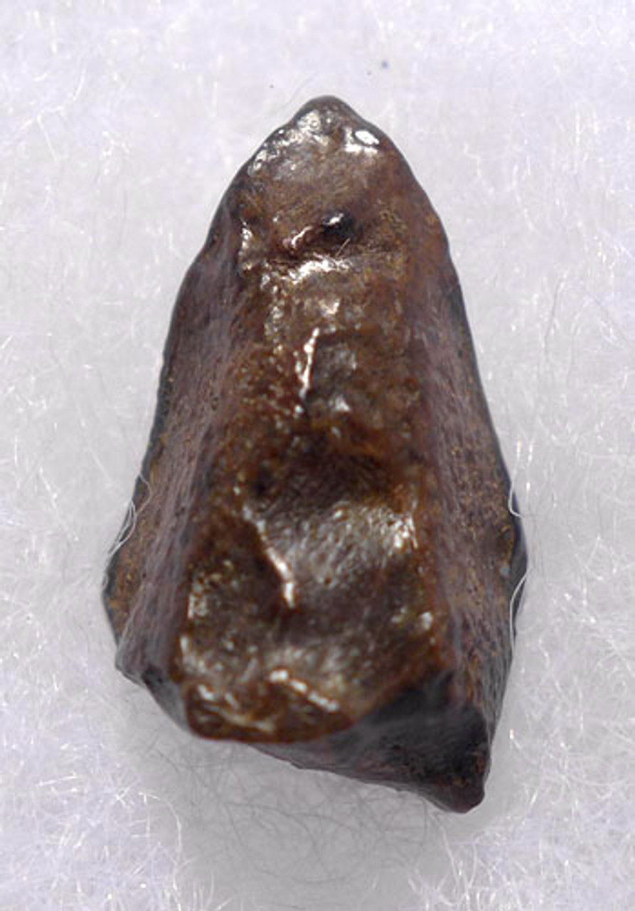 DT19-056 - EDMONTOSAURUS HADROSAUR DINOSAUR TOOTH WITH UNWORN CROWN