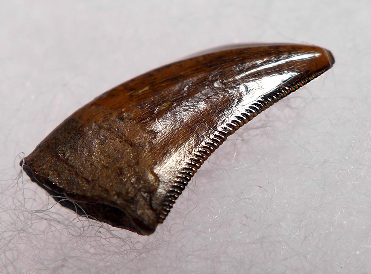 DT6-250 - CHOICE QUALITY ACHERORAPTOR DROMAEOSAUR "RAPTOR" DINOSAUR TOOTH