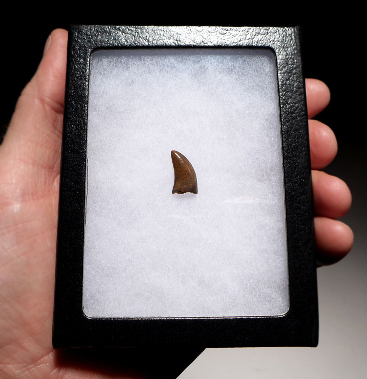 DT6-248 - FINEST QUALITY DROMAEOSAURUS "RAPTOR" DINOSAUR TOOTH FROM TWO MEDICINE FORMATION