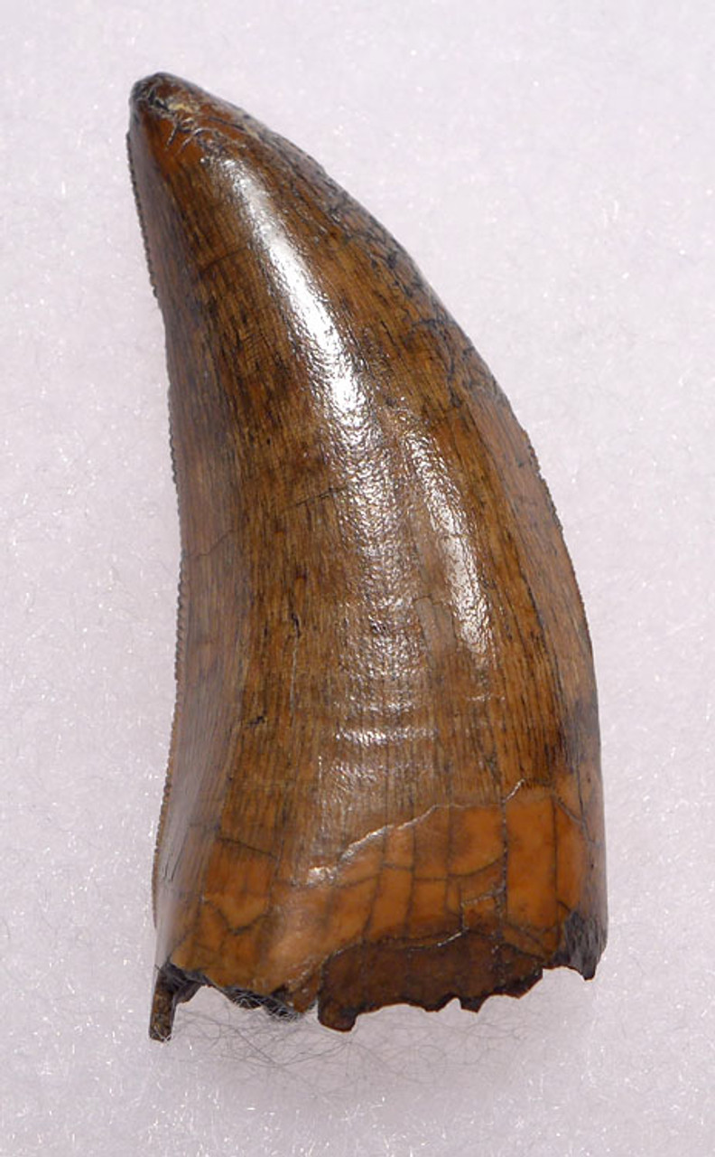 DT18-095 - RARE UNBROKEN LARGE DASPLETOSAURUS TYRANNOSAUR TOOTH