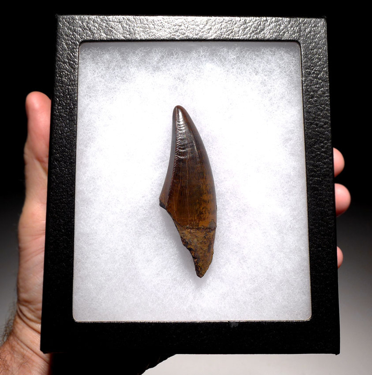 DT18-096 - ULTRA RARE 3.35 INCH LARGE INVESTMENT GRADE TYRANNOSAURUS REX TOOTH