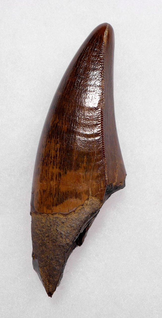 DT18-096 - ULTRA RARE 3.35 INCH LARGE INVESTMENT GRADE TYRANNOSAURUS REX TOOTH