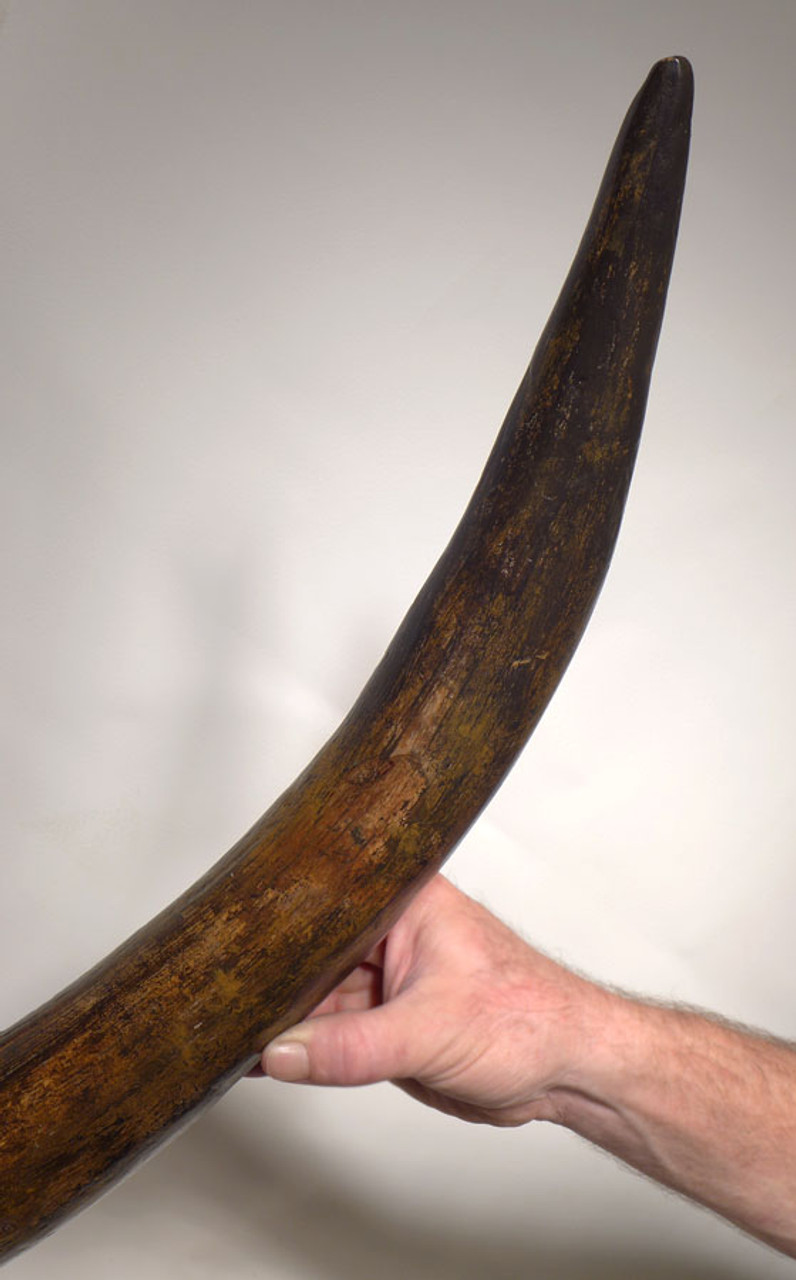 MT029 - OUR FINEST EVER CIRCULAR WOOLLY MAMMOTH TUSK FROM EUROPE EXCEEDING 7 FEET IN LENGTH