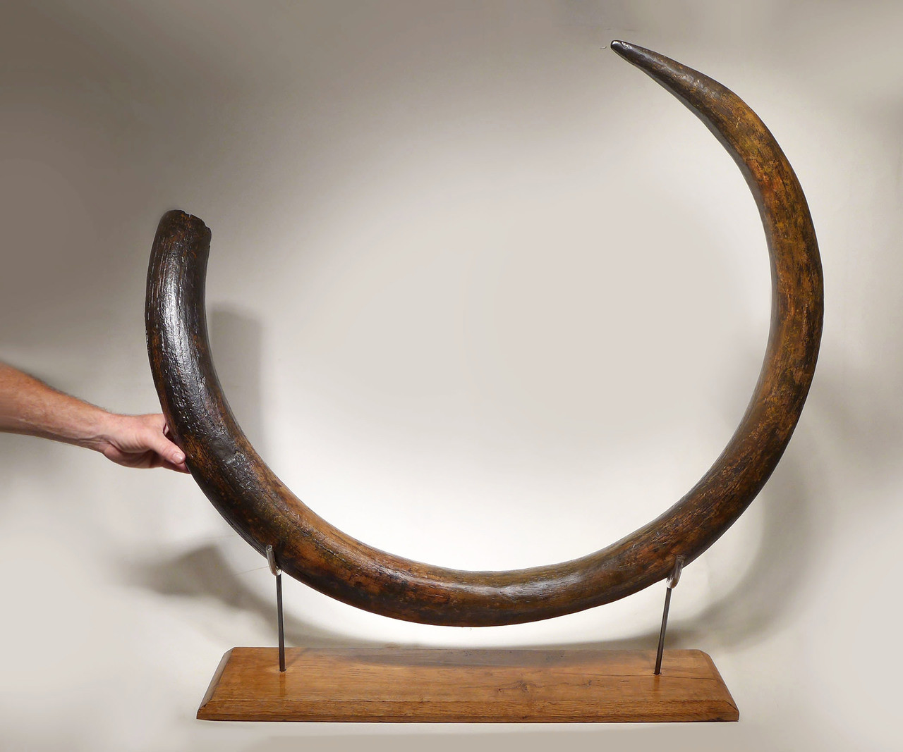 MT029 - OUR FINEST EVER CIRCULAR WOOLLY MAMMOTH TUSK FROM EUROPE EXCEEDING 7 FEET IN LENGTH