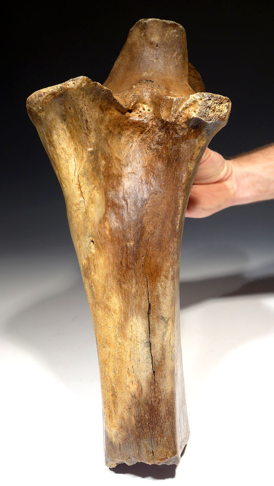 LMX162 - HUMAN BUTCHERED BONE OF A WOOLLY MAMMOTH WITH OBVIOUS CUT MARKS ON END