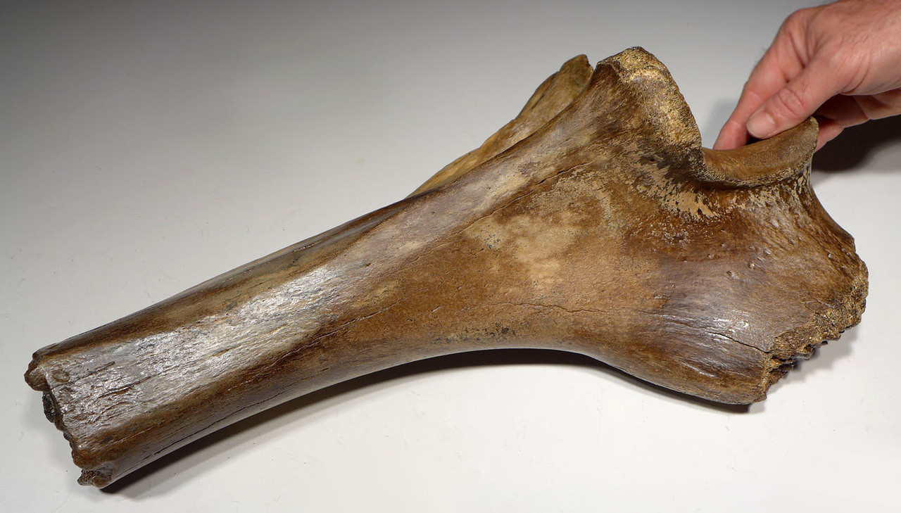 LMX162 - HUMAN BUTCHERED BONE OF A WOOLLY MAMMOTH WITH OBVIOUS CUT MARKS ON END