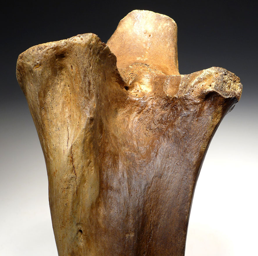 LMX162 - HUMAN BUTCHERED BONE OF A WOOLLY MAMMOTH WITH OBVIOUS CUT MARKS ON END