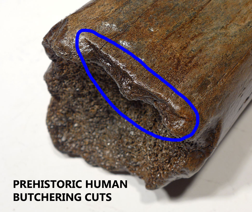 LMX162 - HUMAN BUTCHERED BONE OF A WOOLLY MAMMOTH WITH OBVIOUS CUT MARKS ON END