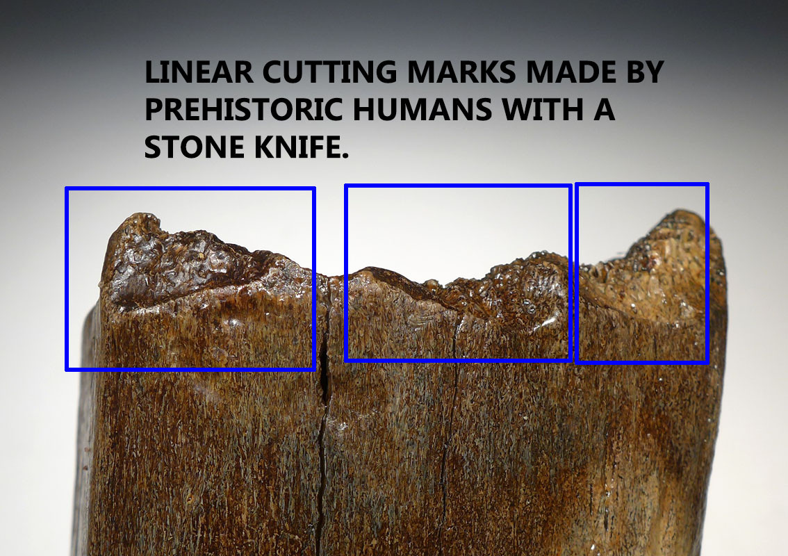 LMX162 - HUMAN BUTCHERED BONE OF A WOOLLY MAMMOTH WITH OBVIOUS CUT MARKS ON END