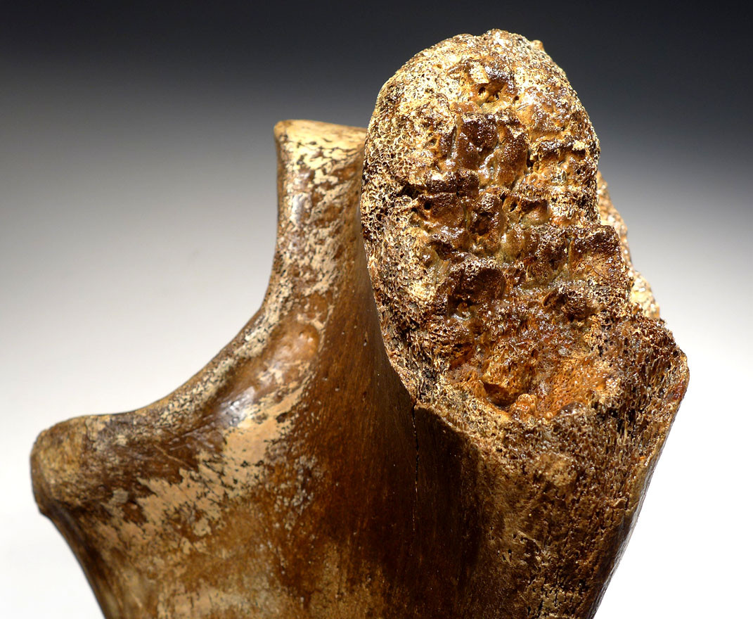 LMX162 - HUMAN BUTCHERED BONE OF A WOOLLY MAMMOTH WITH OBVIOUS CUT MARKS ON END