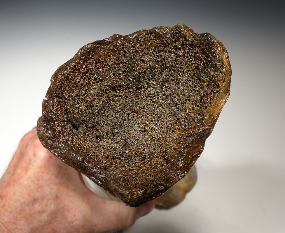 LMX162 - HUMAN BUTCHERED BONE OF A WOOLLY MAMMOTH WITH OBVIOUS CUT MARKS ON END