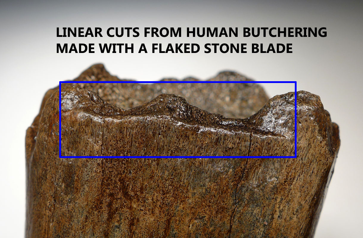 LMX162 - HUMAN BUTCHERED BONE OF A WOOLLY MAMMOTH WITH OBVIOUS CUT MARKS ON END