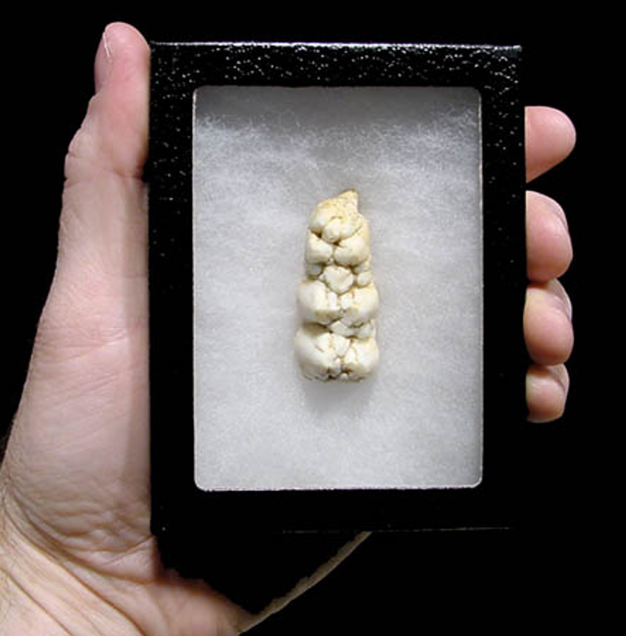 LM41-010 - EUROPEAN FOSSIL WILD BOAR COMPLETE MAIN MOLAR FROM CAVE HYENA DEN