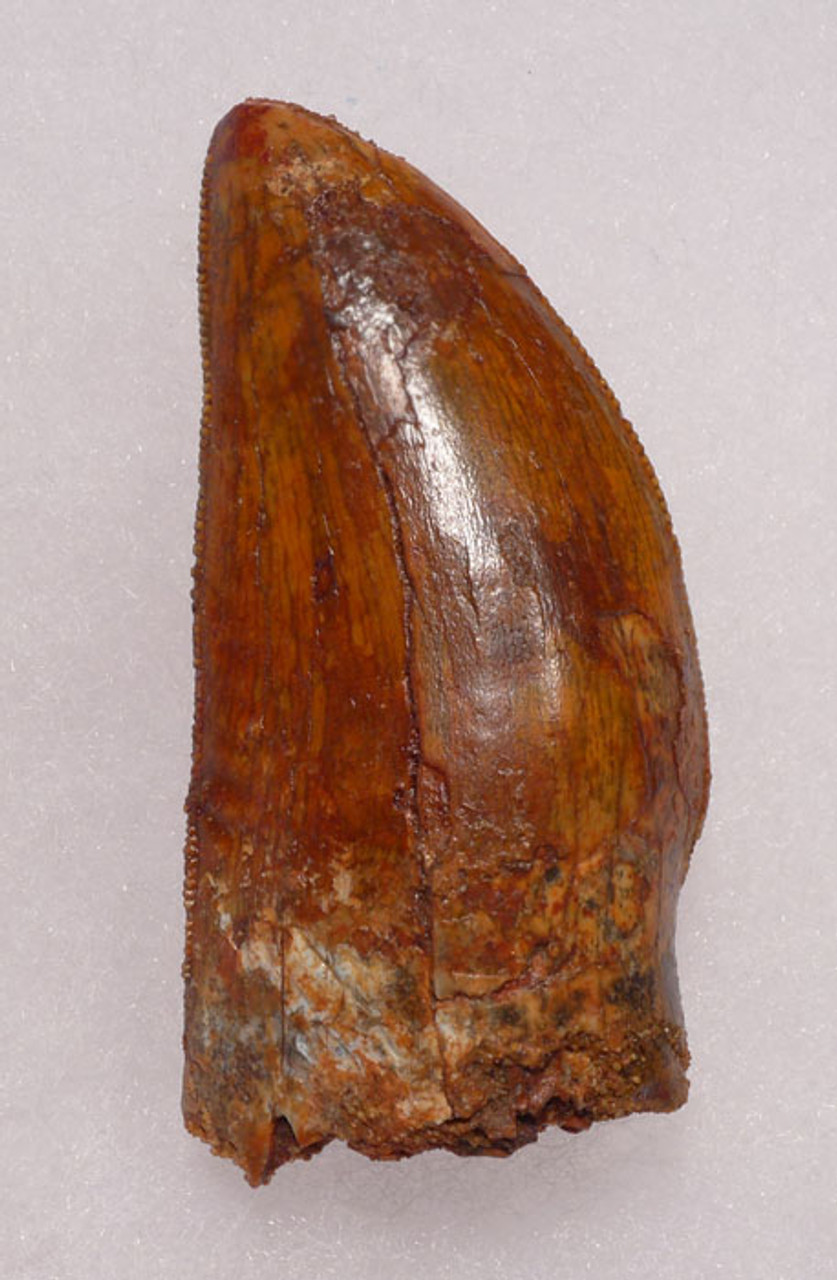 DT2-065 - SUPREME GRADE UNBROKEN 2.25 INCH CARCHARODONTOSAURUS DINOSAUR FOSSIL TOOTH FROM THE FRONT OF THE JAW