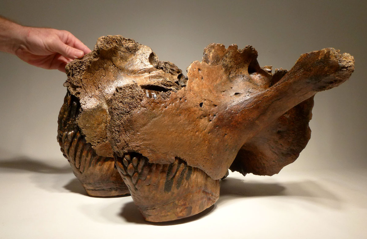 LMX160 - MUSEUM CLASS LARGE WOOLLY MAMMOTH PARTIAL SKULL WITH COMPLETE MAXILLA AND ORIGINAL MOLAR TEETH