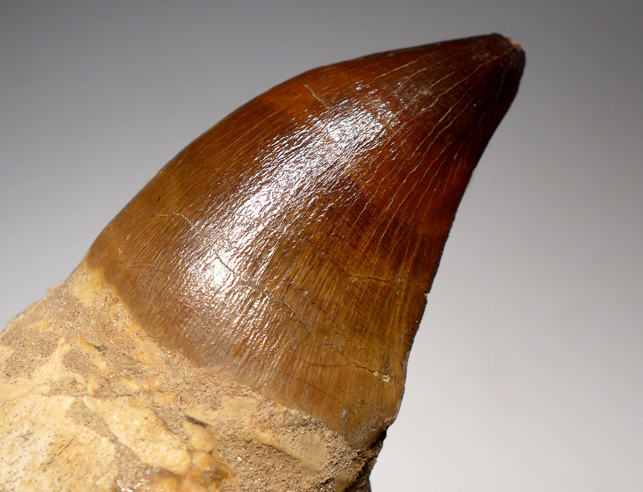 DT1XX02 - LARGE MOSASAUR TOOTH WITH ORIGINAL ROOT AND JAW BONE