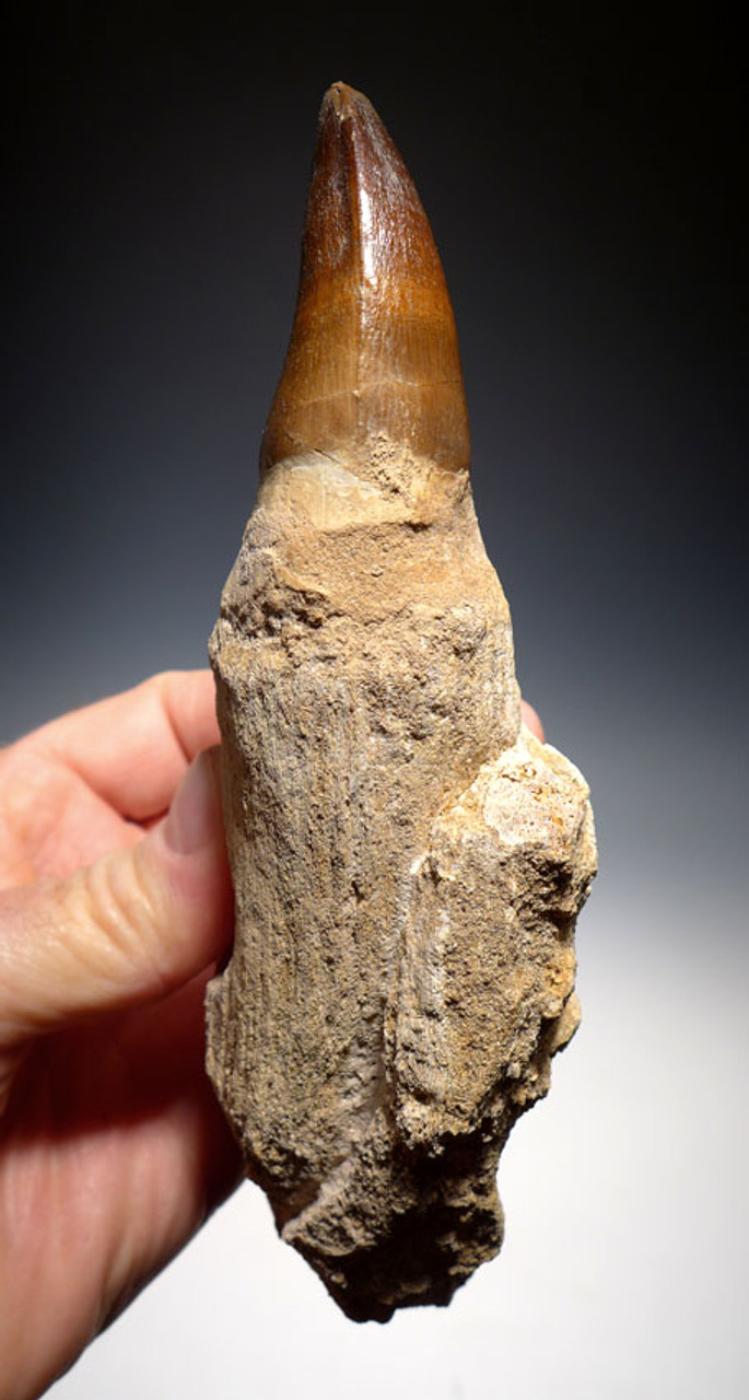 DT1XX01 - MONSTROUS MOSASAUR TOOTH WITH ORIGINAL ROOT AND JAW BONE