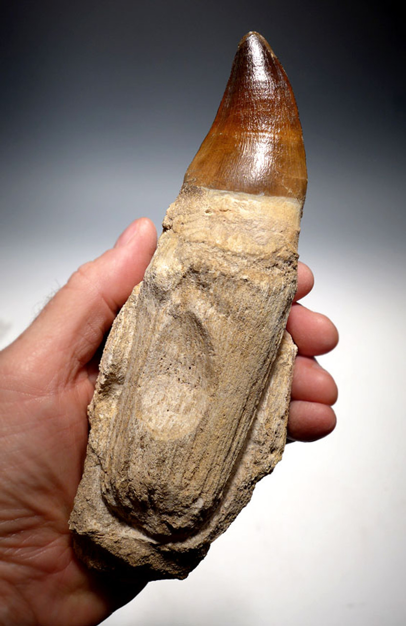 DT1XX01 - MONSTROUS MOSASAUR TOOTH WITH ORIGINAL ROOT AND JAW BONE