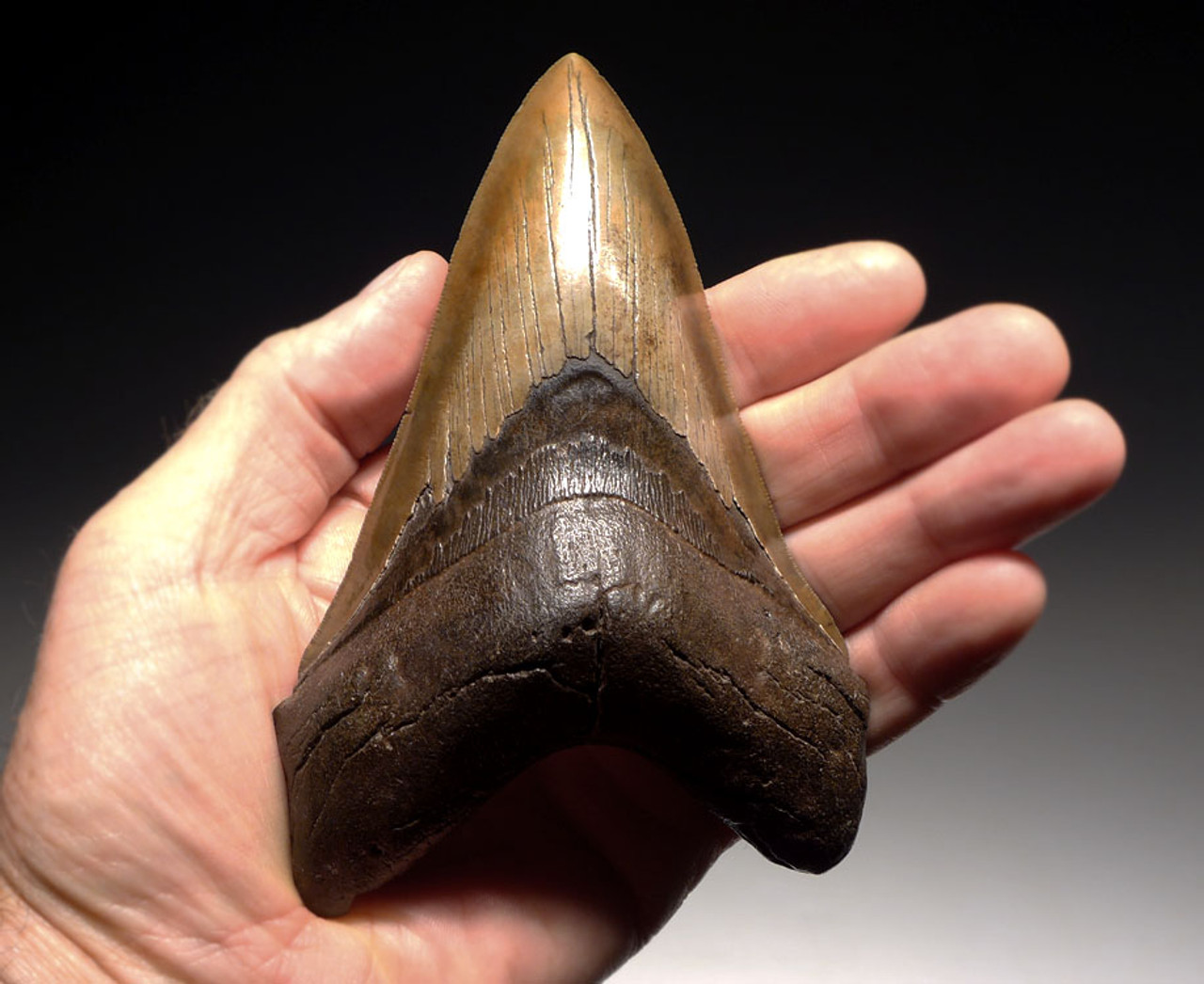 SH6-351 - CHOICE GRADE 5.35 INCH LOWER MEGALODON FOSSIL SHARK TOOTH WITH GOLD ENAMEL