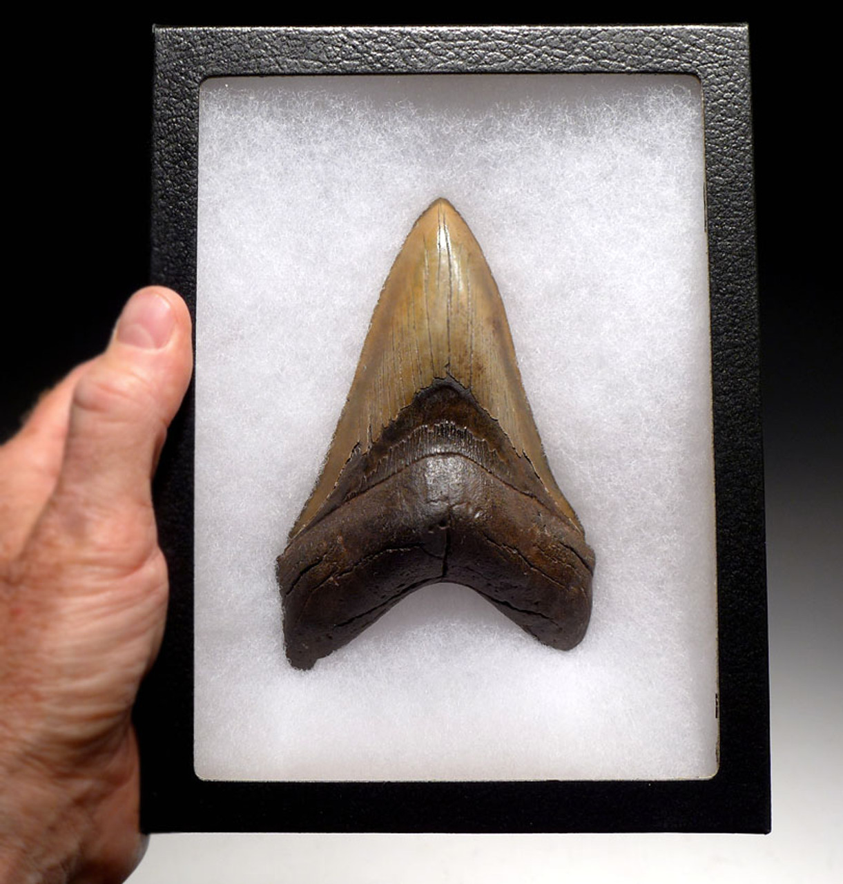 SH6-351 - CHOICE GRADE 5.35 INCH LOWER MEGALODON FOSSIL SHARK TOOTH WITH GOLD ENAMEL