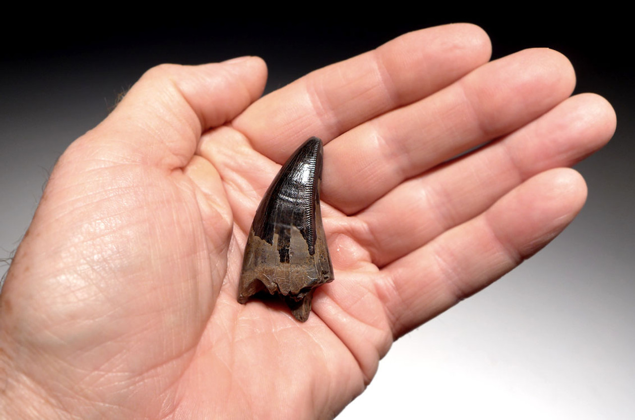 DT18-098 - UNBROKEN TYRANNOSAURUS REX 2.1 INCH TOOTH WITH SHARP SERRATIONS