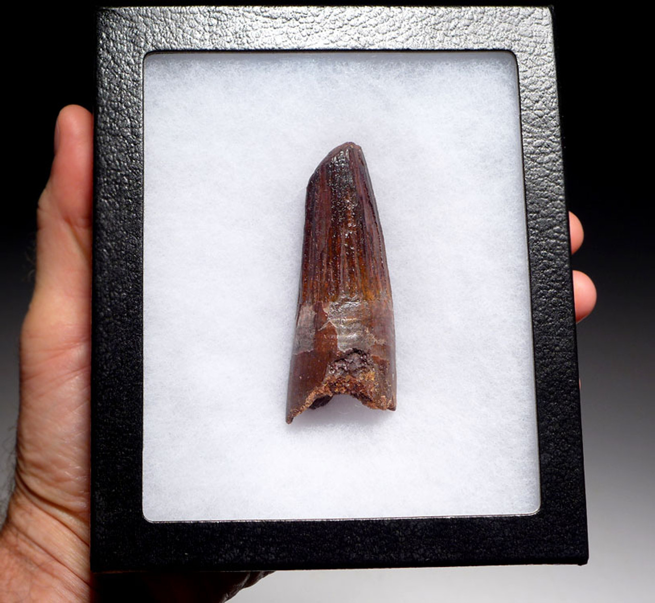 DT5-255 - 3 INCH UNBROKEN SPINOSAURUS DINOSAUR TOOTH WITH WINE RED ENAMEL