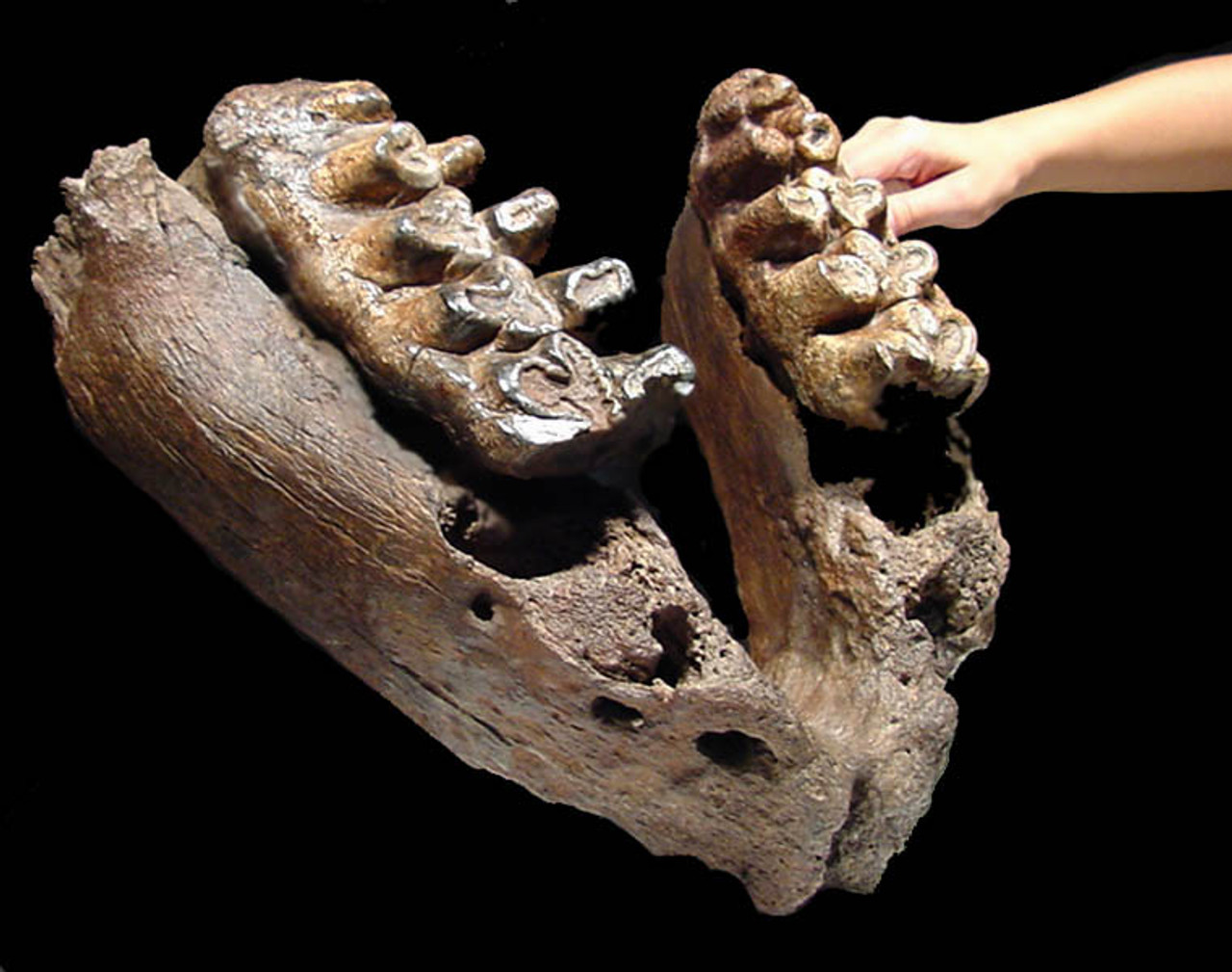 LM60-001  - RARE  ELDERLY PLIOCENE GOMPHOTHERE JAW WITH ORIGINAL FINAL MOLAR SET PRIOR TO DEATH