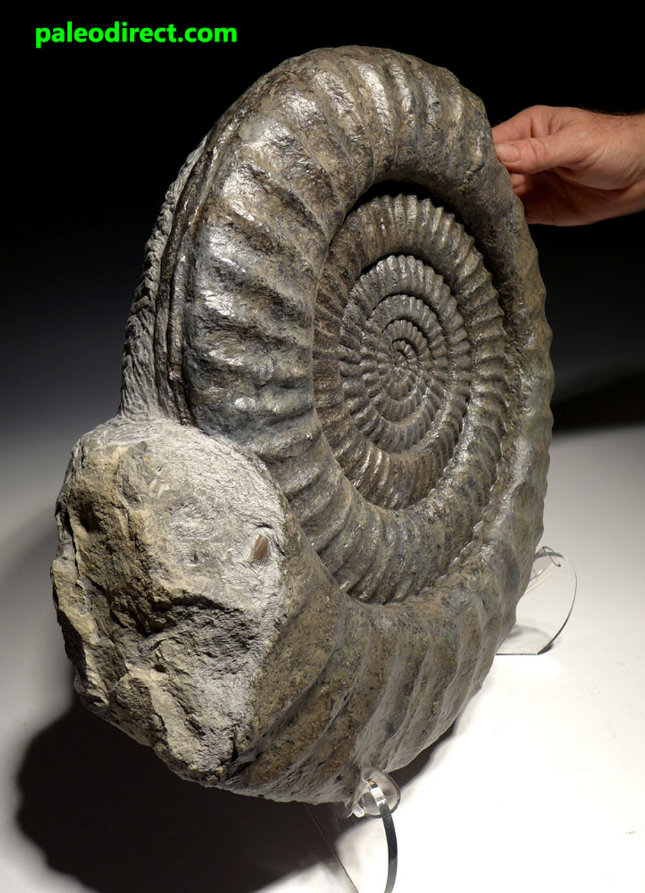 AMX357 - FINEST LARGE ARIETITES AMMONITE FROM THE JURASSIC PERIOD OF FRANCE