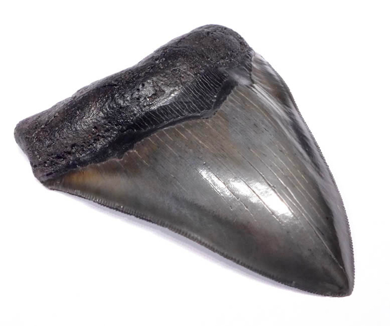 SH6-268 - CHOICE GRADE 5.15 INCH MEGALODON SHARK FOSSIL TOOTH WITH BLUE AND OLIVE ENAMEL AND SUPERB SERRATIONS