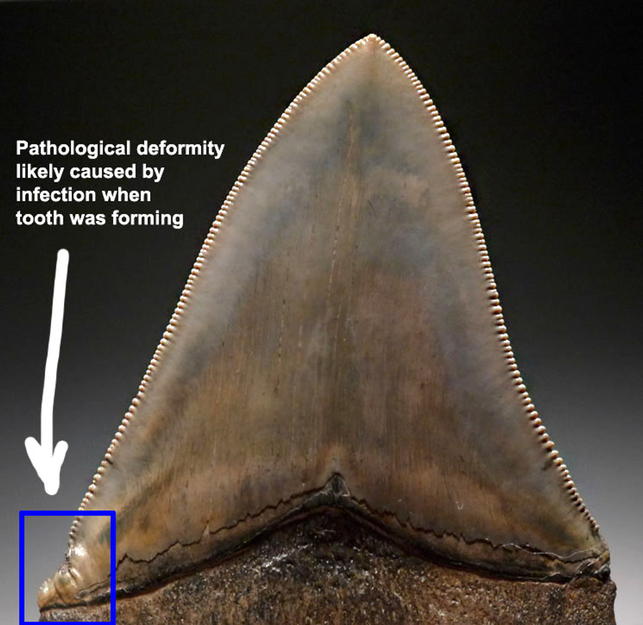 SH6-279 - FINEST INVESTMENT GRADE 3.9 INCH MEGALODON SHARK TOOTH WITH STUNNING PRESERVATION