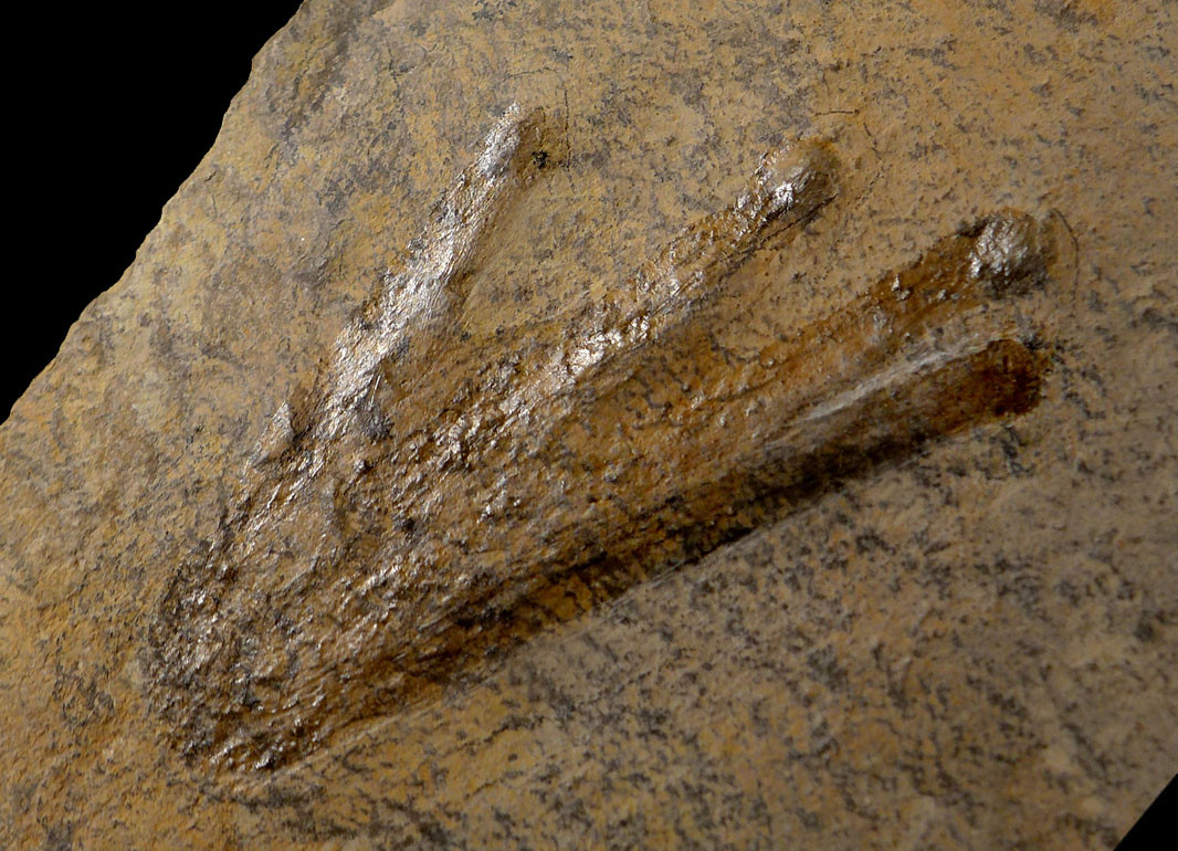 PERMIAN SCLEROCEPHALUS FOSSIL AMPHIBIAN TRACKWAY FOOTPRINT