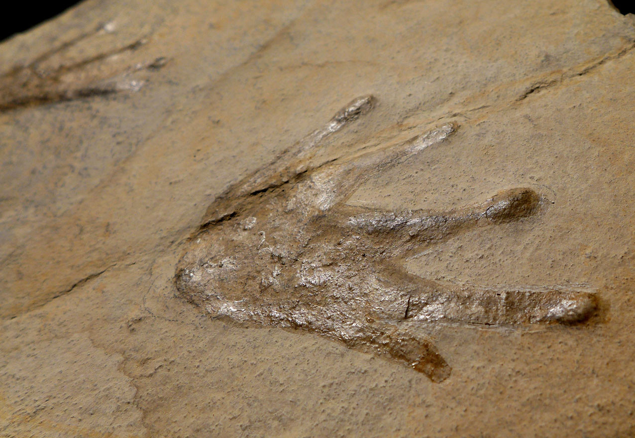 PERMIAN SCLEROCEPHALUS FOSSIL AMPHIBIAN TRACKWAY FOOTPRINT