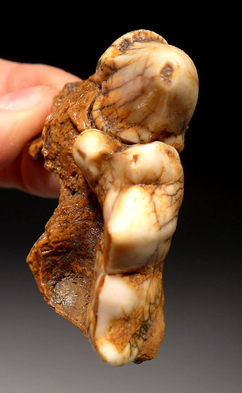 LMX174 - ULTRA RARE CROCUTA EUROPEAN CAVE HYENA  LEFT AND RIGHT FOSSIL MAXILLA JAWS WITH THE FINEST PRESERVATION