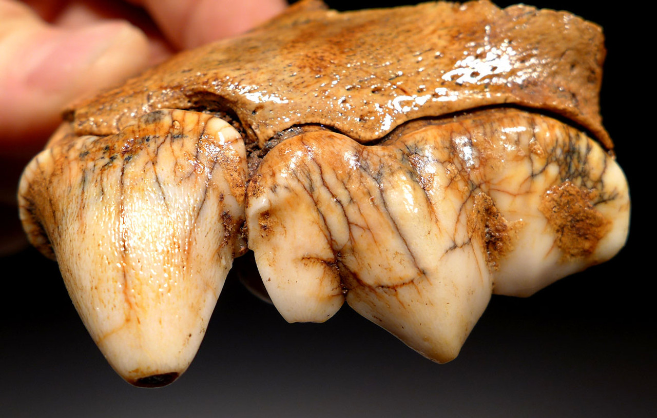 LMX174 - ULTRA RARE CROCUTA EUROPEAN CAVE HYENA  LEFT AND RIGHT FOSSIL MAXILLA JAWS WITH THE FINEST PRESERVATION