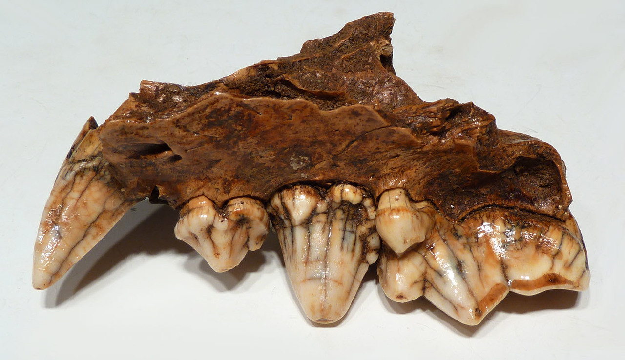 LMX174 - ULTRA RARE CROCUTA EUROPEAN CAVE HYENA  LEFT AND RIGHT FOSSIL MAXILLA JAWS WITH THE FINEST PRESERVATION