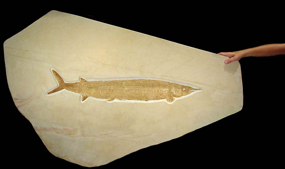 GIANT FISH FOSSIL LARGE SOLNHOFEN ASPIDORHYNCHUS ARCHITECTURAL FOSSILS