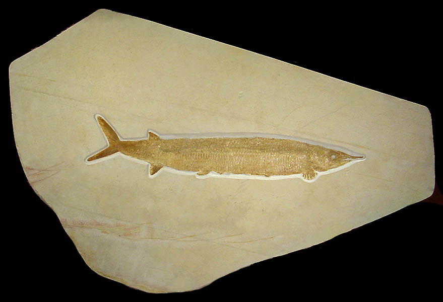 GIANT FISH FOSSIL LARGE SOLNHOFEN ASPIDORHYNCHUS ARCHITECTURAL FOSSILS