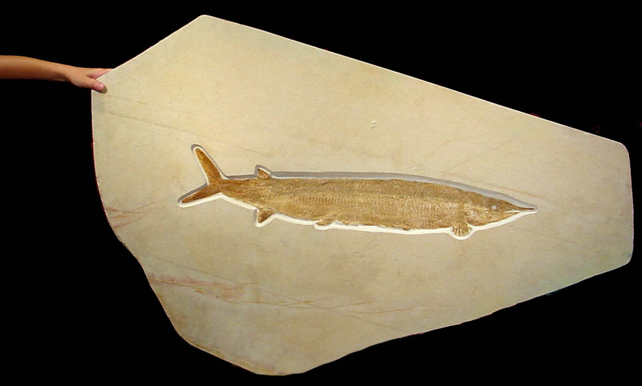 F012 - LARGEST KNOWN EXAMPLE GIANT ASPIDORHYNCHUS JURASSIC FISH FOSSIL