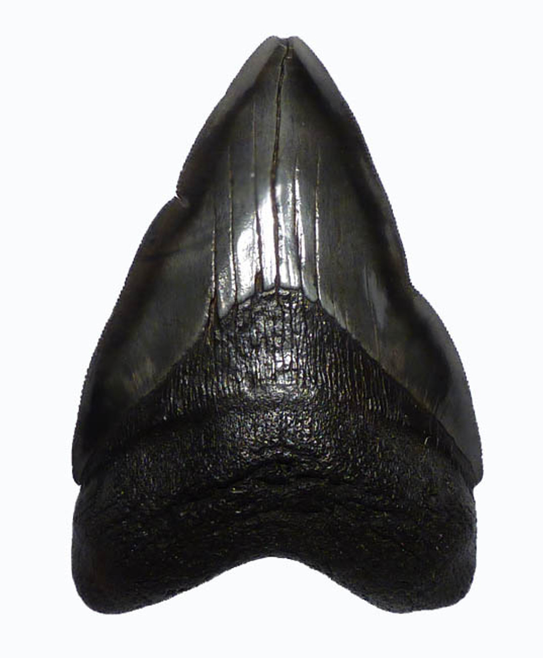 SH6-205 - RARE PATHOLOGICALLY DEFORMED MEGALODON TOOTH WITH DRAMATIC IN-GROWN EDGES