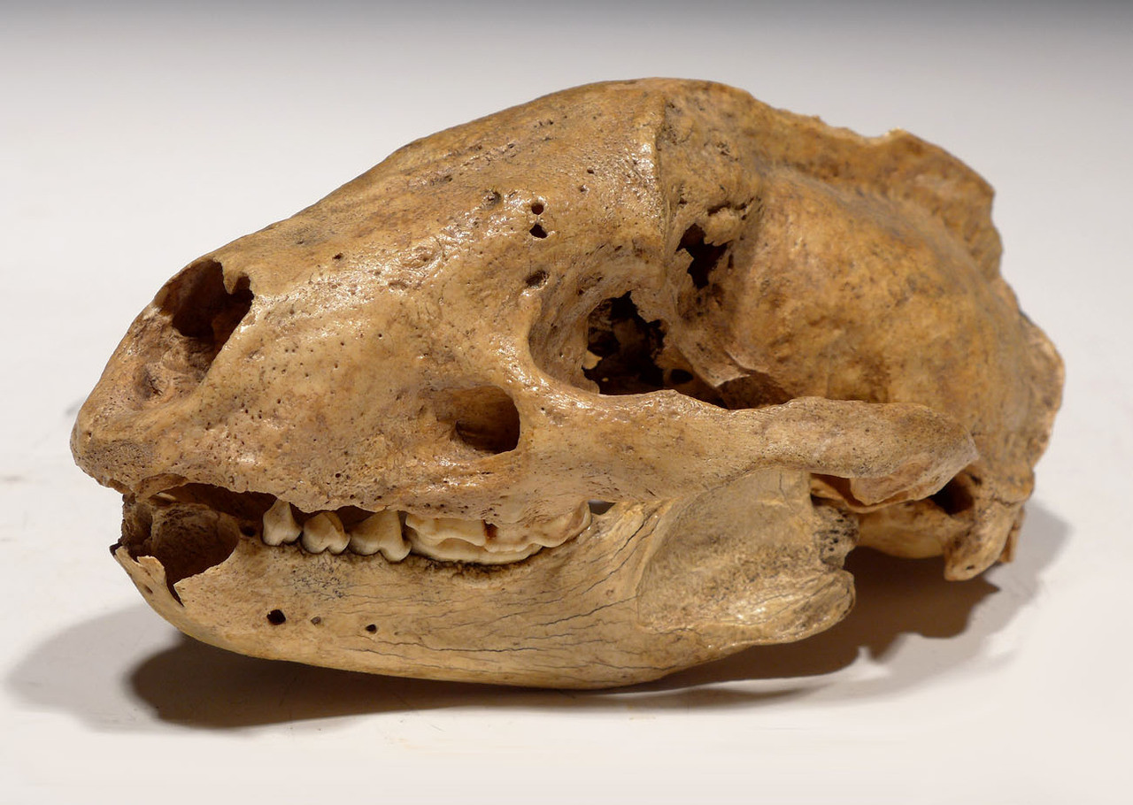 LMX183 - ULTRA-RARE ICE AGE FOSSIL BADGER SKULL WITH ORIGINAL MANDIBLE FOUND IN BELGIAN CAVE